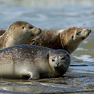 Harbour / Common seal (Phoca vitulina) juveniles resting on breakwater, Coxyde, Belgium